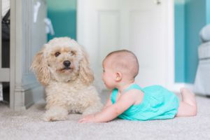 Carpet cleaning in Sussex